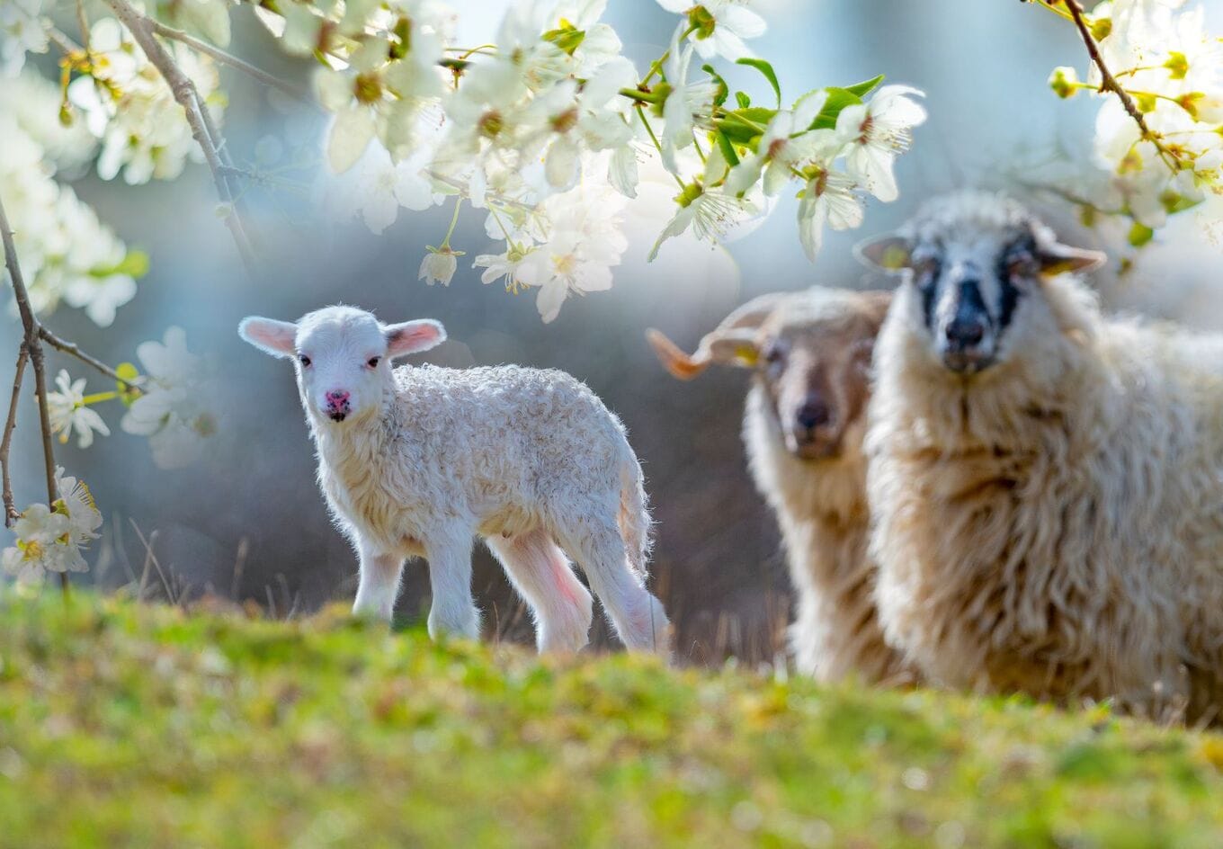 VegNews.BabyLamb.Adobe